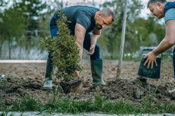 Best Tree Cutting Near Me  in Clendon, AR